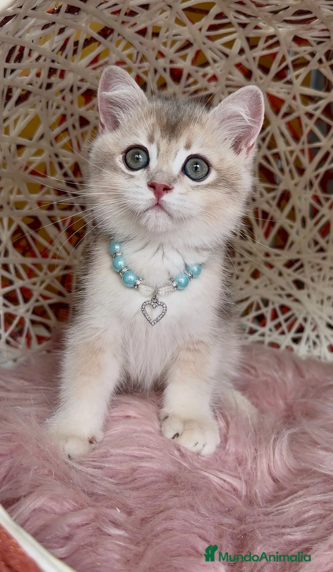 Británico de Pelo Corto gatos en venta: Último machito disponible🩵Listo para entregar 💙 - Anuncio 5