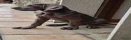 Dogo Alemán perros en venta: Dogo Alemán  - Anuncio 1