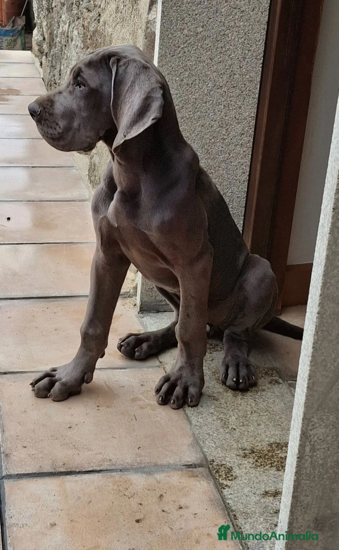 Dogo Alemán perros en venta: Dogo Alemán  - Anuncio 1