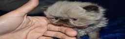 Persa gatos en venta: GATOS PERSAS  en Murcia - Anuncio 3