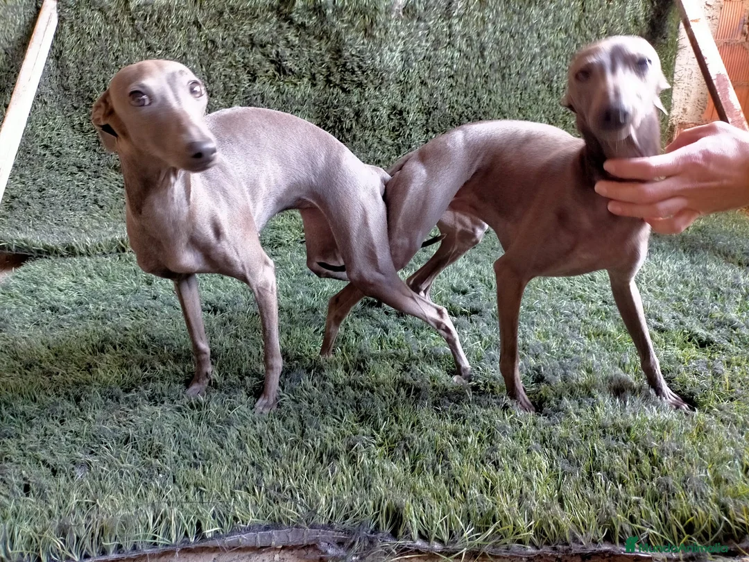 Pequeño Lebrel Italiano perros en venta: Lebrel italiano última hembra!! - Anuncio 3