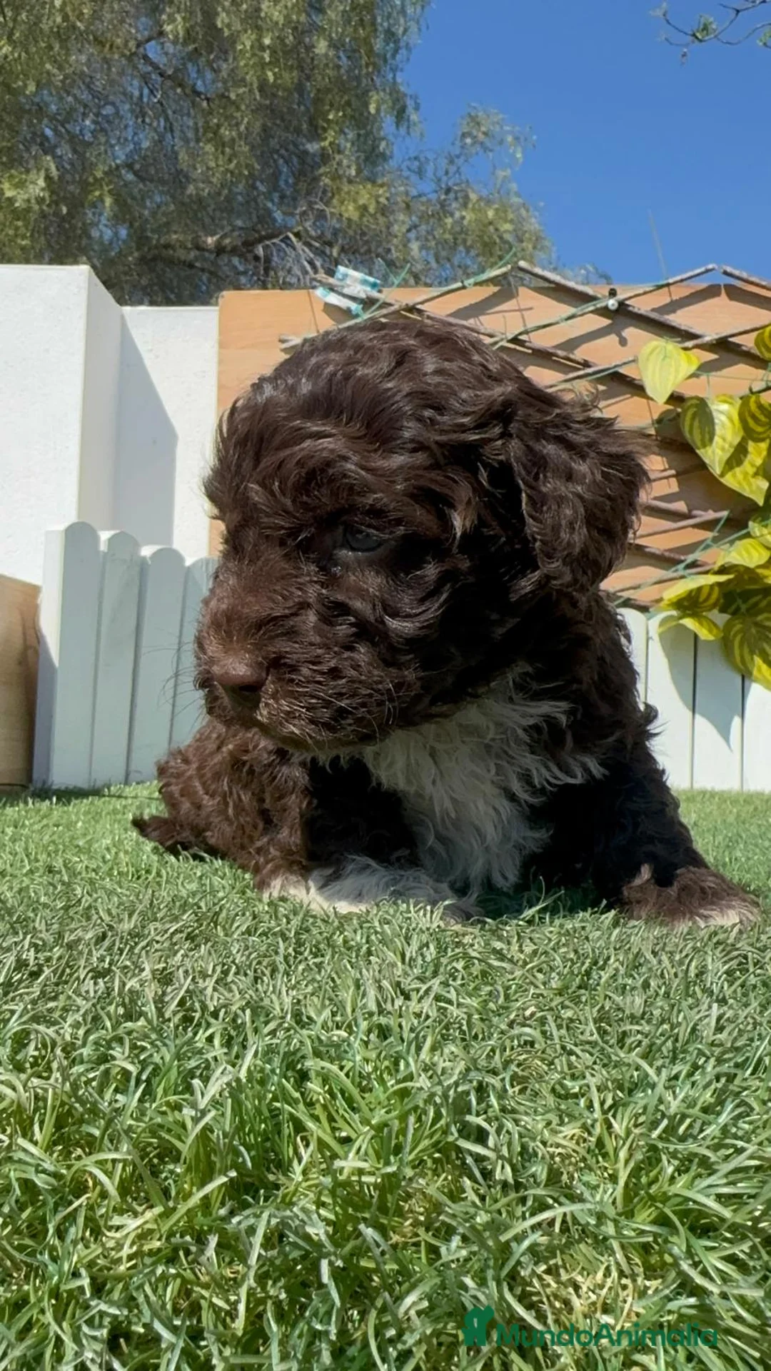 Perro de Agua Español perros en venta: PERRO DE AGUA  - Anuncio 2