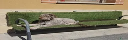Perro de Agua Español perros en venta: Cachorros perros de agua en Zaragoza - Anuncio 24