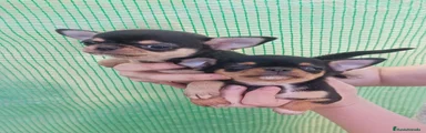 Chihuahua 4