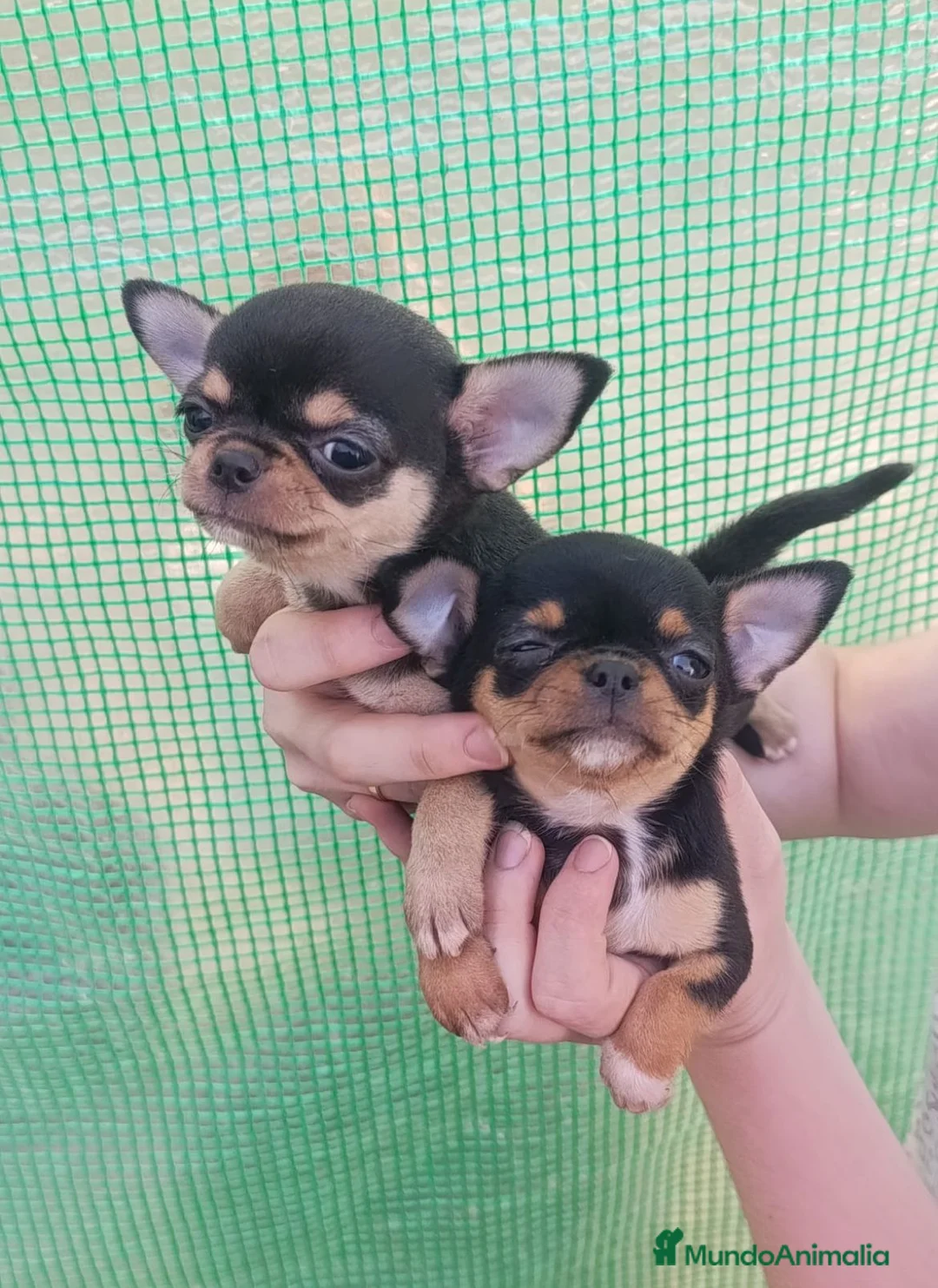 Chihuahua perros en venta: Chihuhuas toy  - Anuncio 1