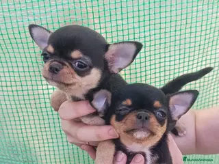 Chihuahua perros Chihuhuas toy - Anuncio 2