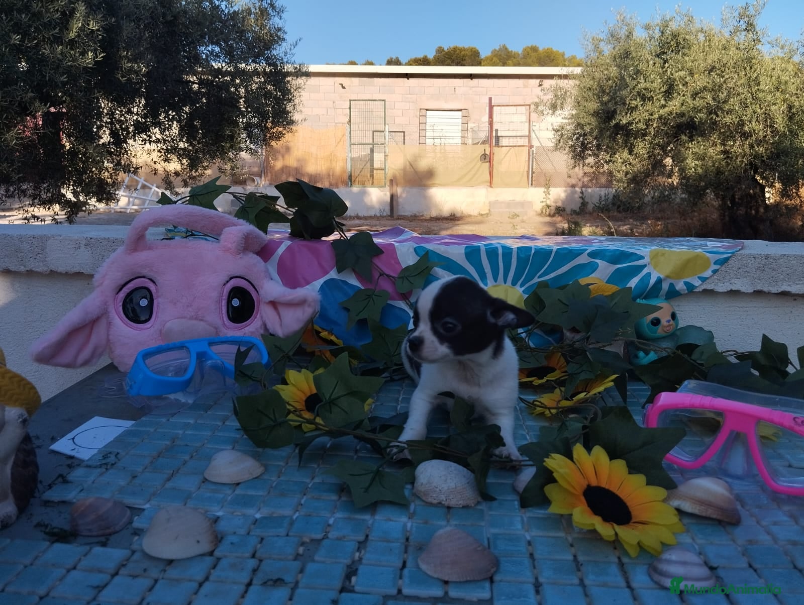 Chihuahua perros CHIHUAHUAS TOYS  - Anuncio 1