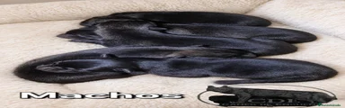 Perro Lobo 
