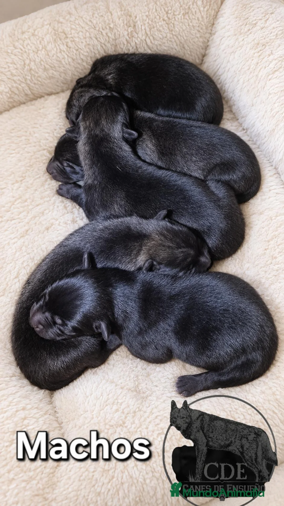 Perro Lobo Checoslovaco perros en venta: Perro lobo/wolfdog  - Anuncio 4