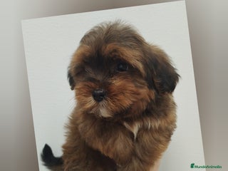 Bichón Habanero perros Muguiris Brownie - Anuncio 3