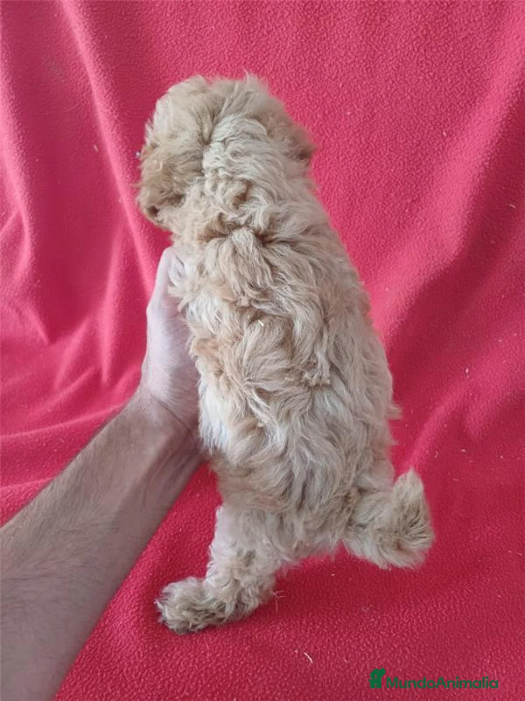 Maltipoo perros en venta: Maltipoo  - Anuncio 3