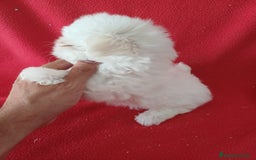Bichón Maltés perros en venta: Bichon Maltés Americano  - Imagen 2