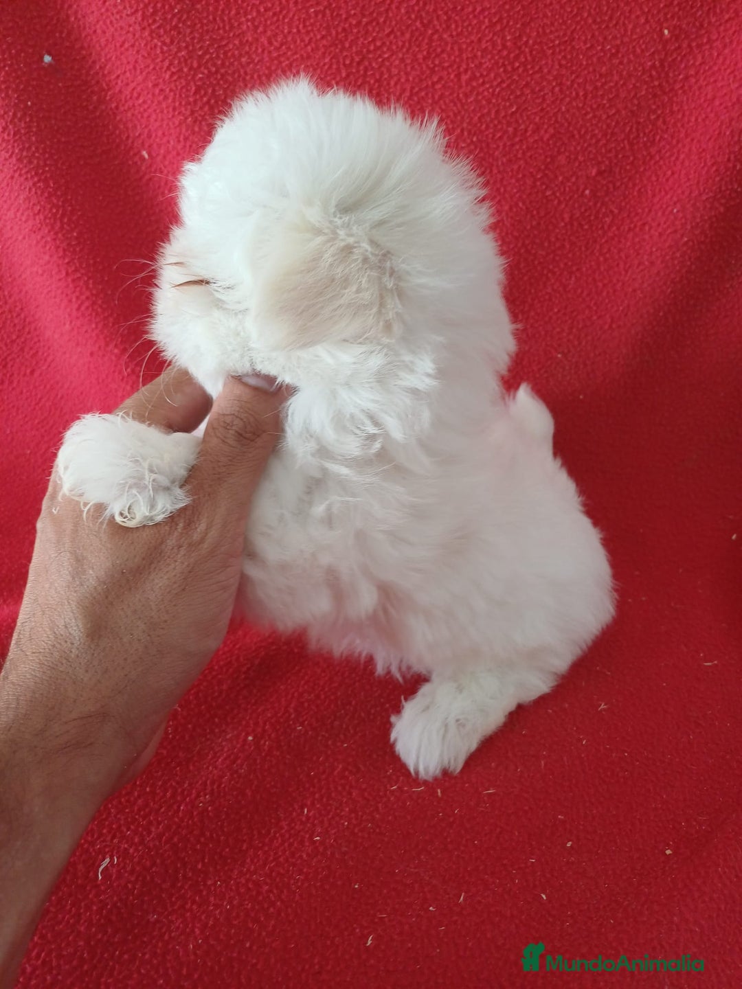 Bichón Maltés perros en venta: Bichon Maltés Americano  - Imagen 2