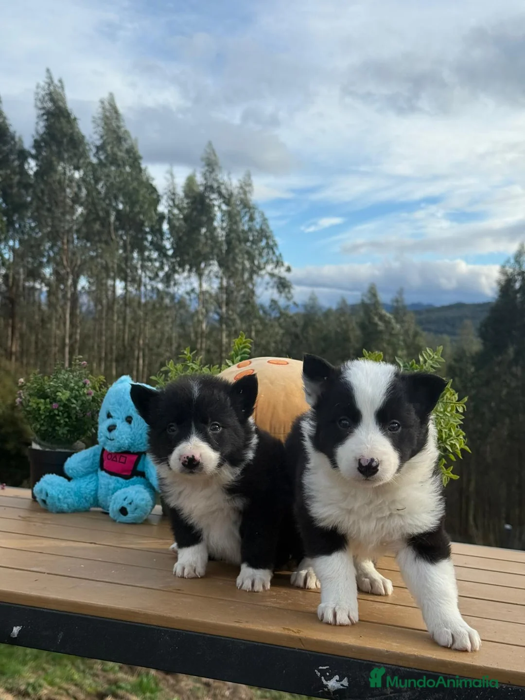 Border Collie perros en venta: Border collie - Anuncio 1