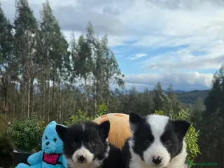 Border Collie perros Border collie - Anuncio 1