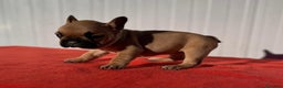 Bulldog Francés perros en venta: Bulldog francés cachorros Fwan  - Anuncio 13