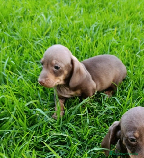 Teckel Miniatura perros Teckels Mini - Anuncio 6