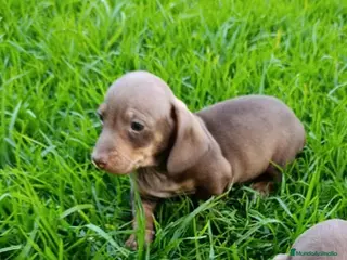 Teckel Miniatura perros Teckels Mini - Anuncio 6