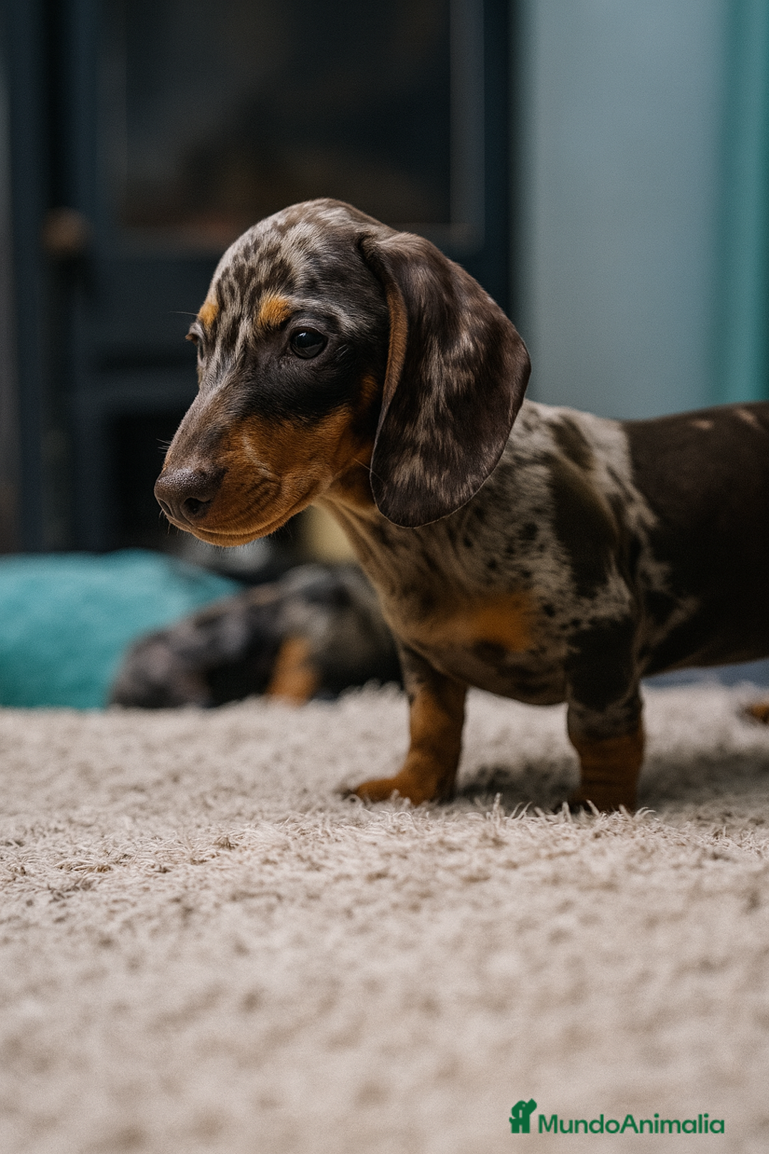 Teckel Miniatura perros en venta: 🐾 Currie & Molly – Teckel miniatura exóticos ✨ - Anuncio 4