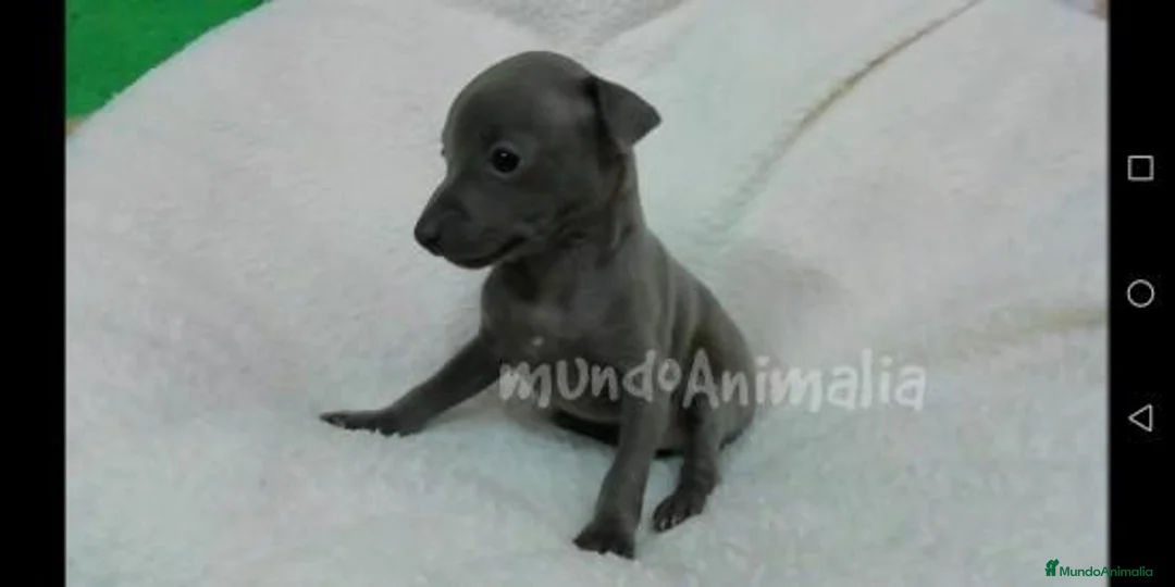 Imagen de galería {{count}}