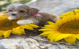 Maltipoo perros en venta: Maltipoo fotos actuales de los cachorros!! - Imagen 6