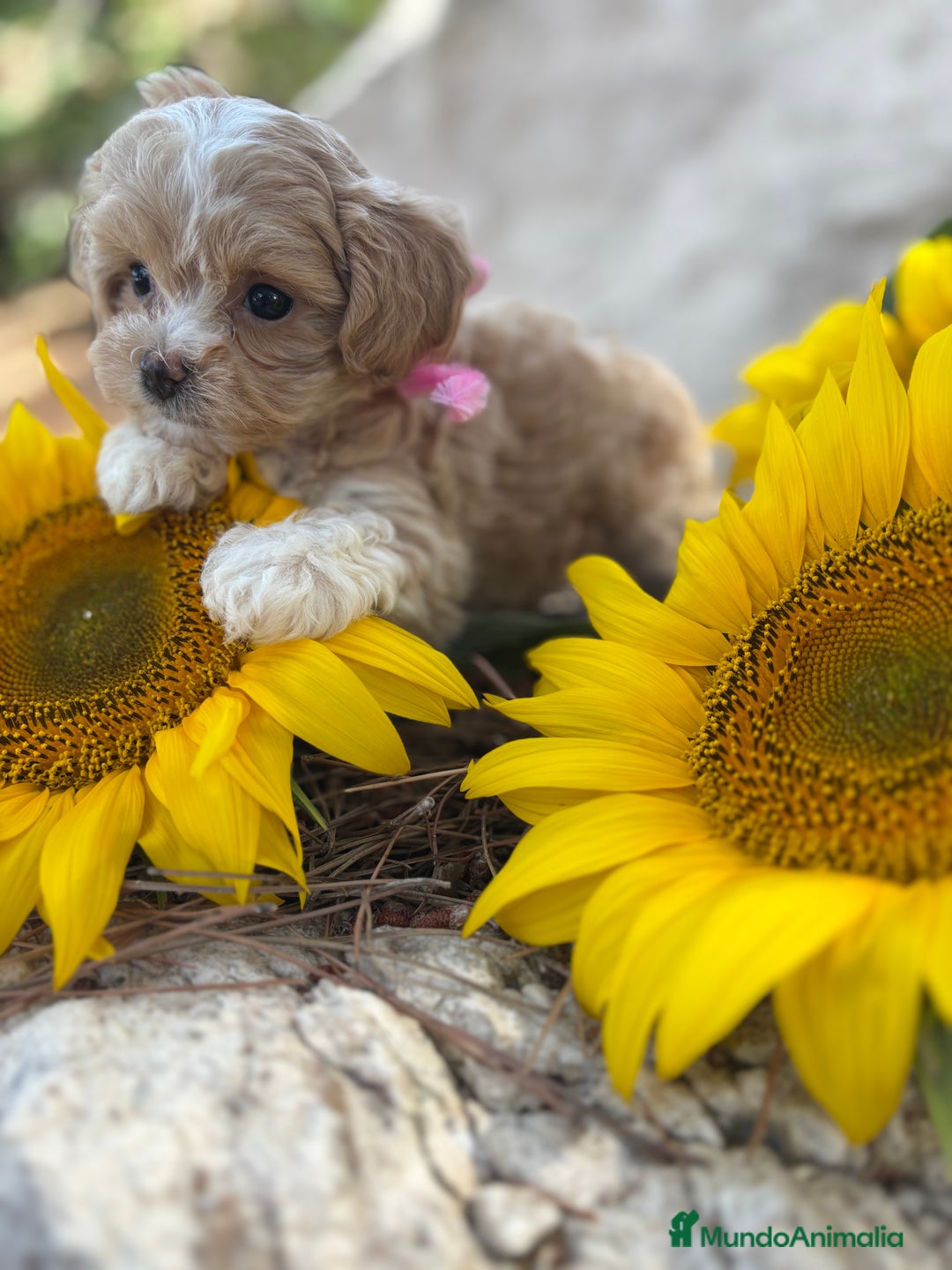 Maltipoo perros en venta: Maltipoo fotos actuales de los cachorros!! - Imagen 6