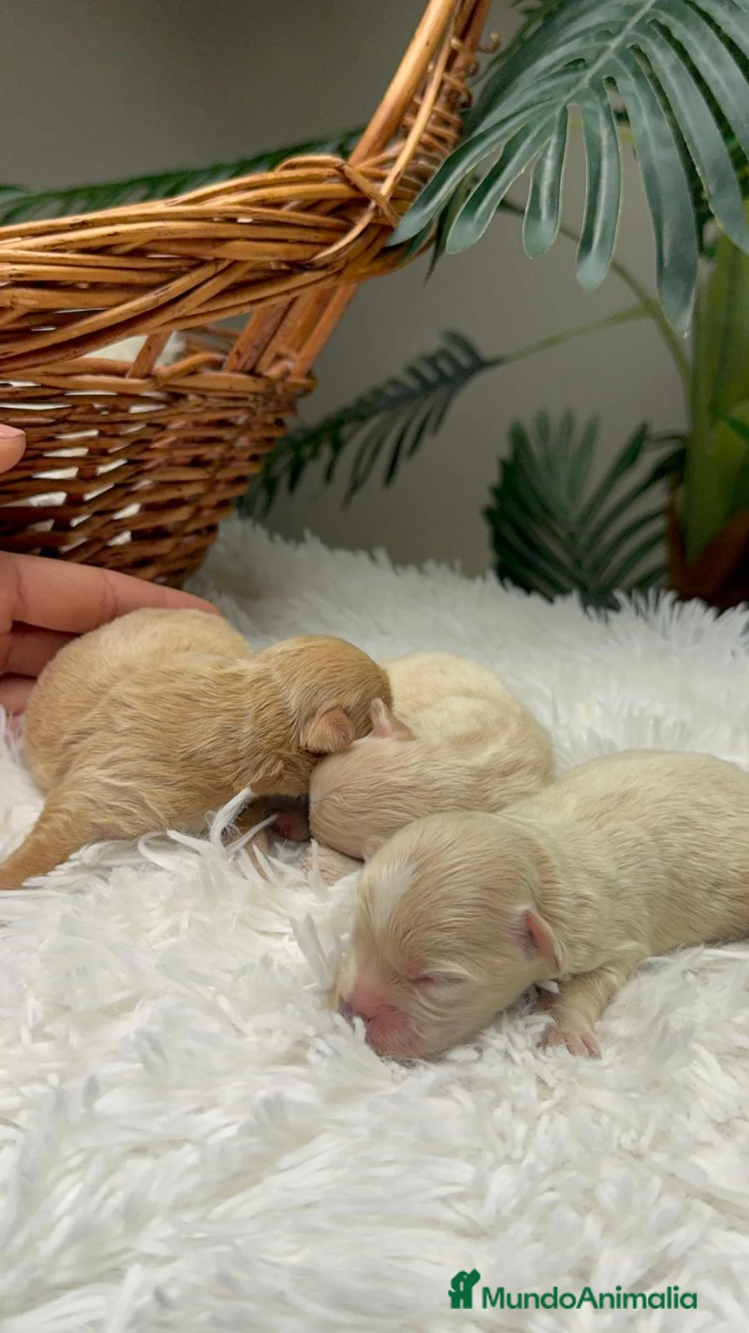 Maltipoo perros en venta: MALTIPOO - Anuncio 2