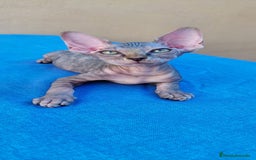 Sphynx gatos en venta: Nueva camada de gatitos sphynx  - Imagen 8