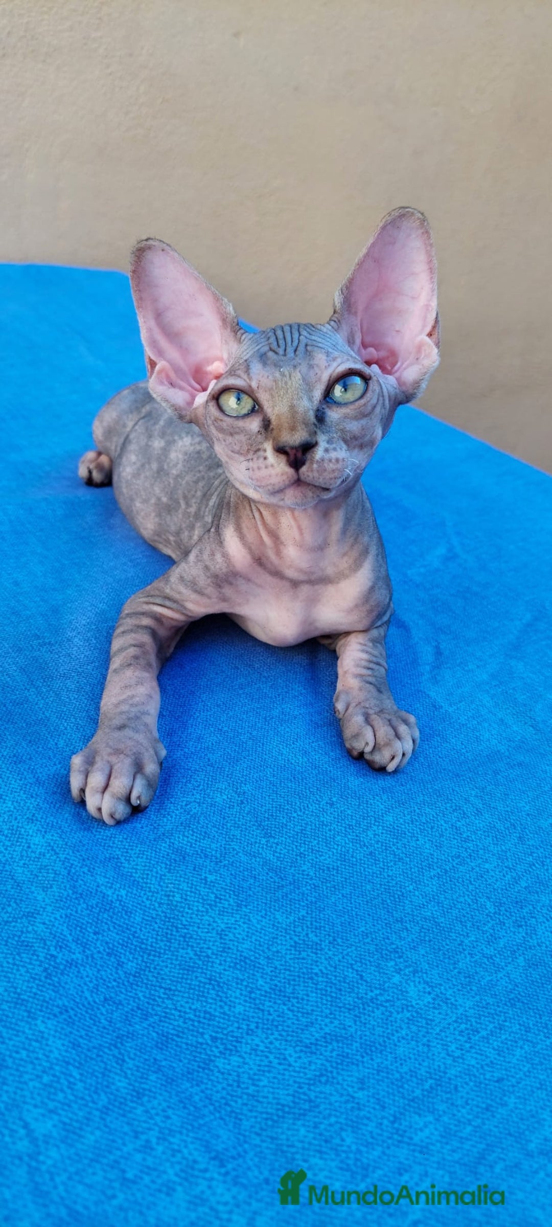 Sphynx gatos en venta: Nueva camada de gatitos sphynx  - Imagen 8