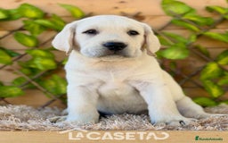 Labrador Retriever perros en venta: Camada de Helena  - Imagen 7