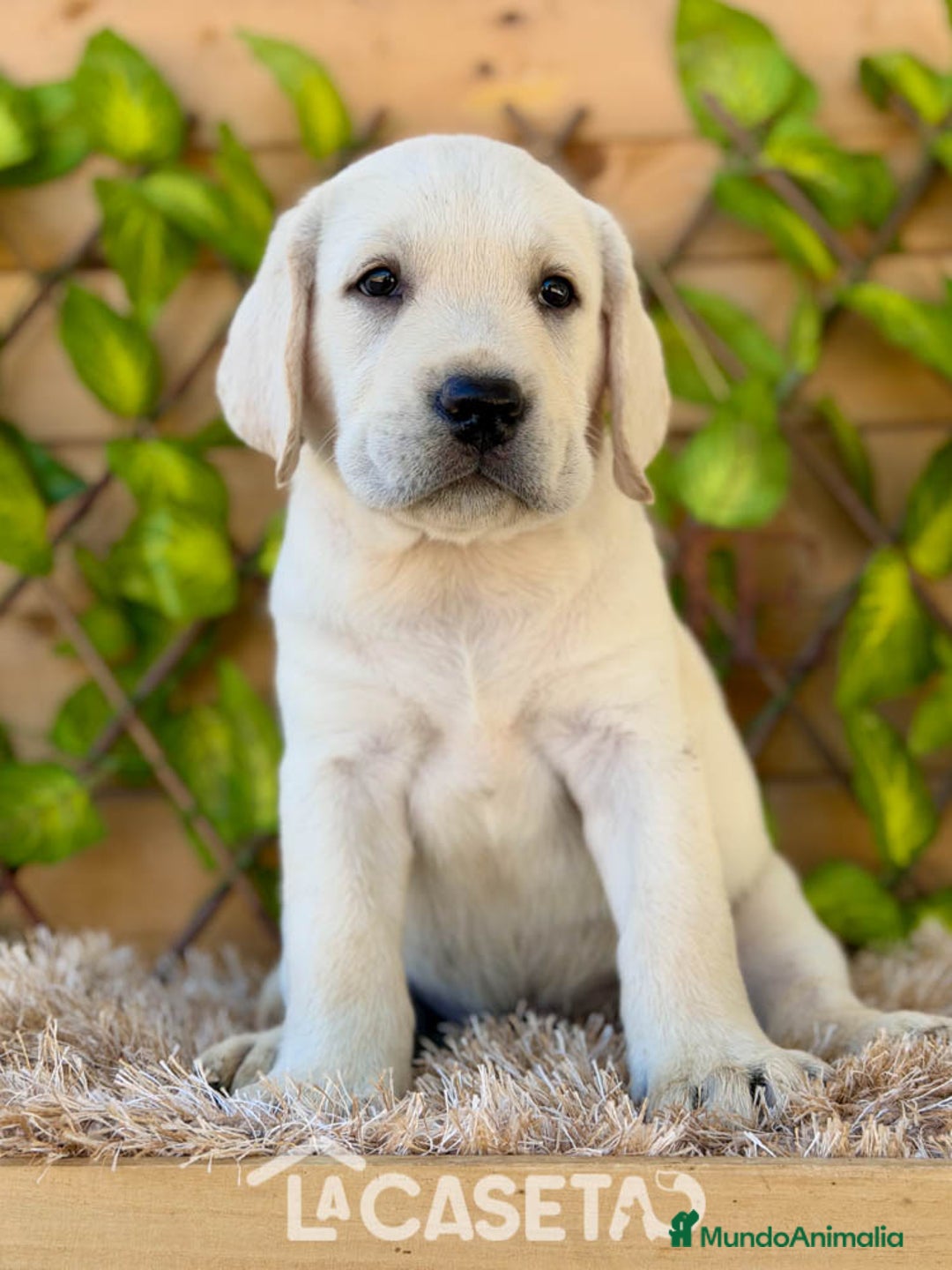 Labrador Retriever perros en venta: Camada de Helena  - Imagen 7