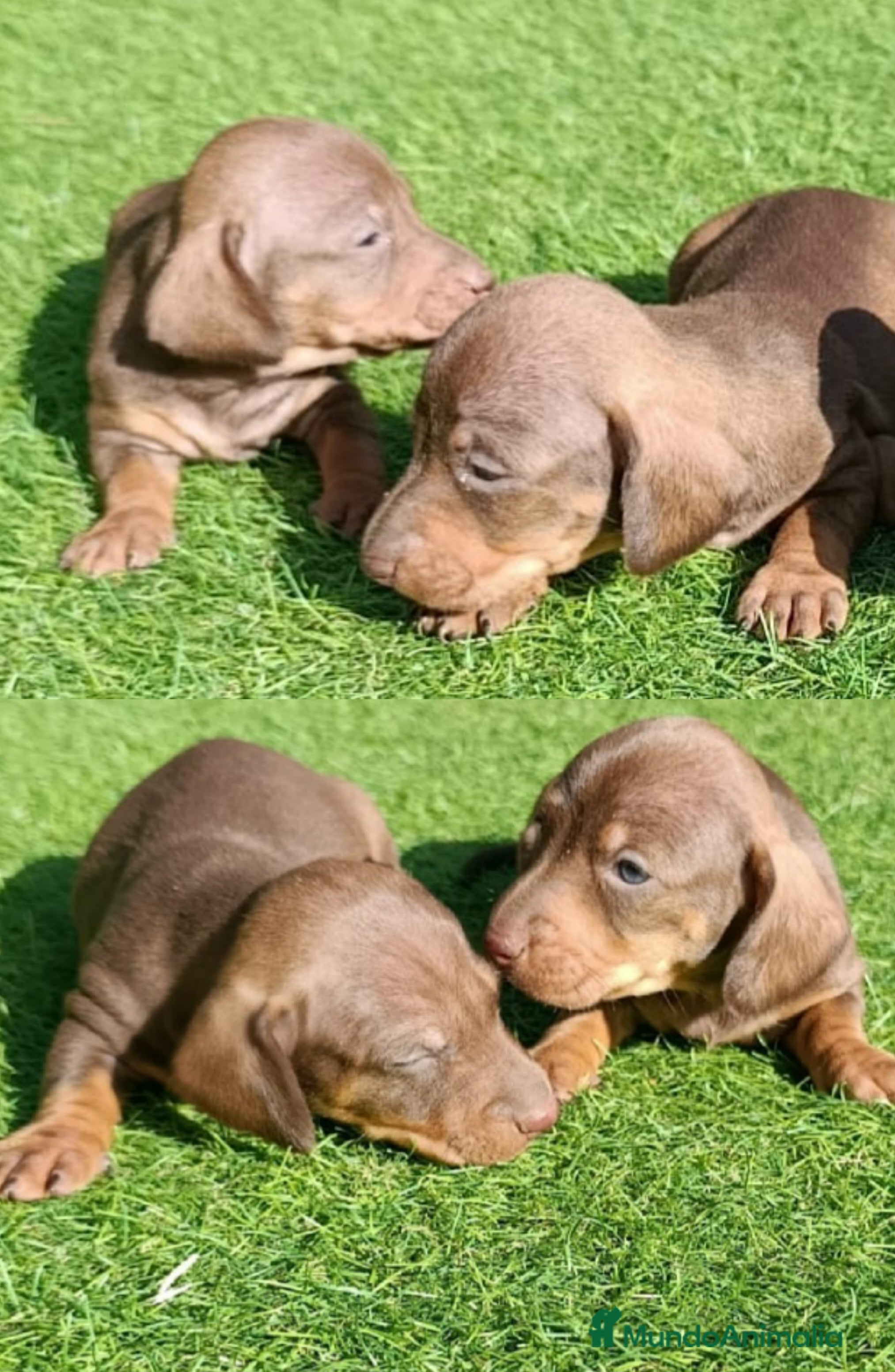 Teckel Miniatura perros Teckels Miniatura - Anuncio 1