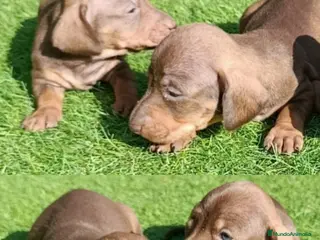 Teckel Miniatura perros Teckels Miniatura - Anuncio 1