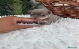 Chihuahua perros en venta: CHIHUAHU LILAC AND TAN - Imagen 6