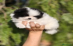 Pomerania perros en venta: Pomerania Blanco y Negro línea rusa  - Imagen 2