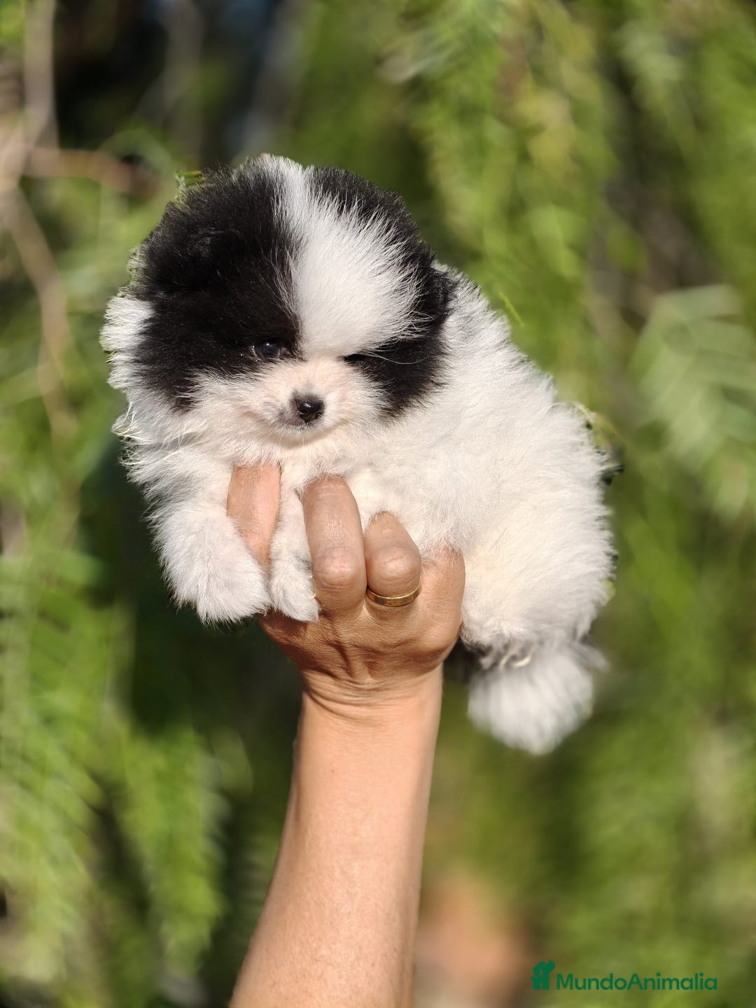 Pomerania perros en venta: Pomerania Blanco y Negro línea rusa  - Imagen 2