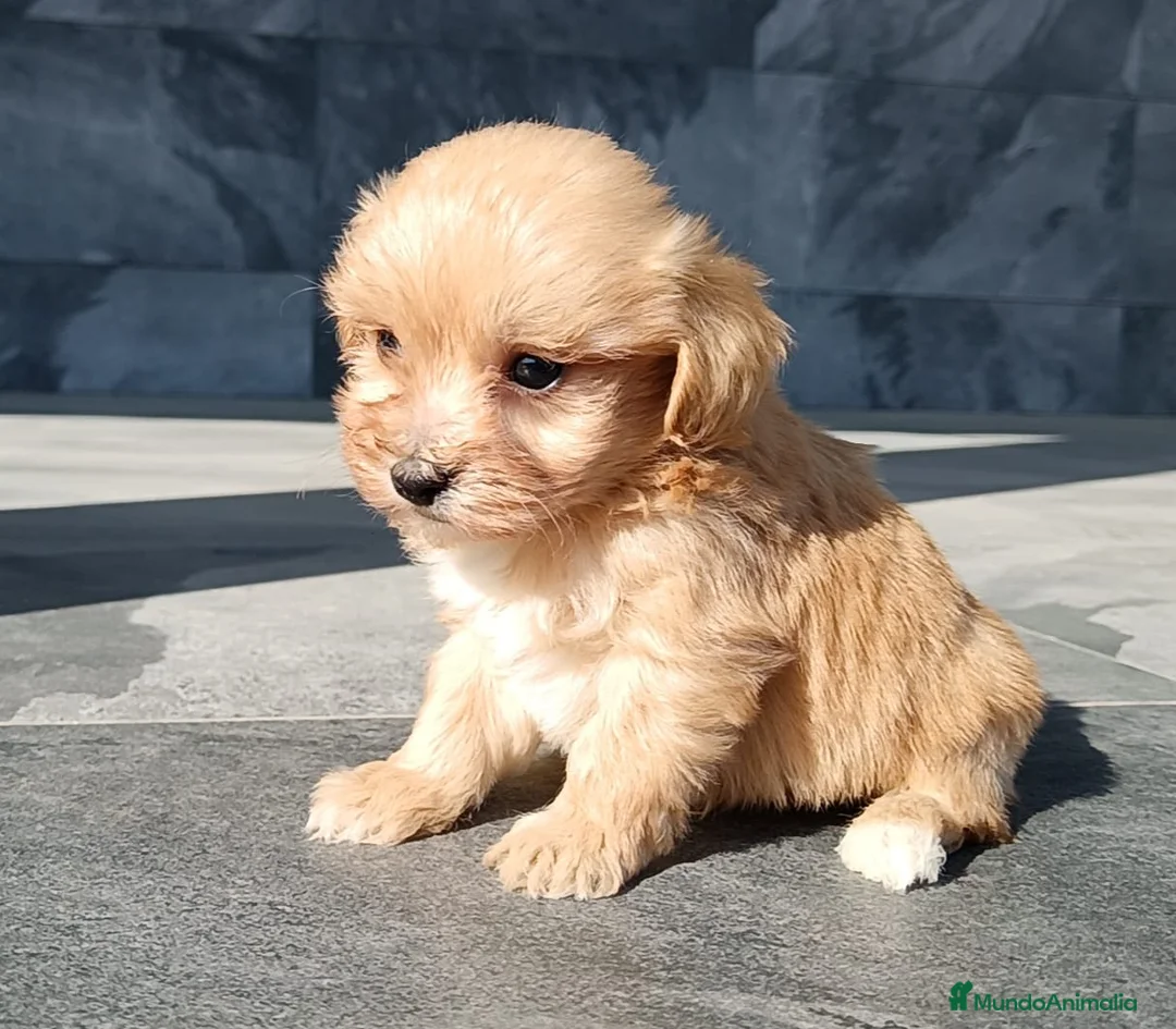 Maltipoo perros en venta: Maltipoo  - Anuncio 2