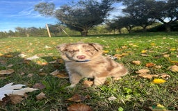 Border Collie perros en venta: Border collier  - Anuncio 13