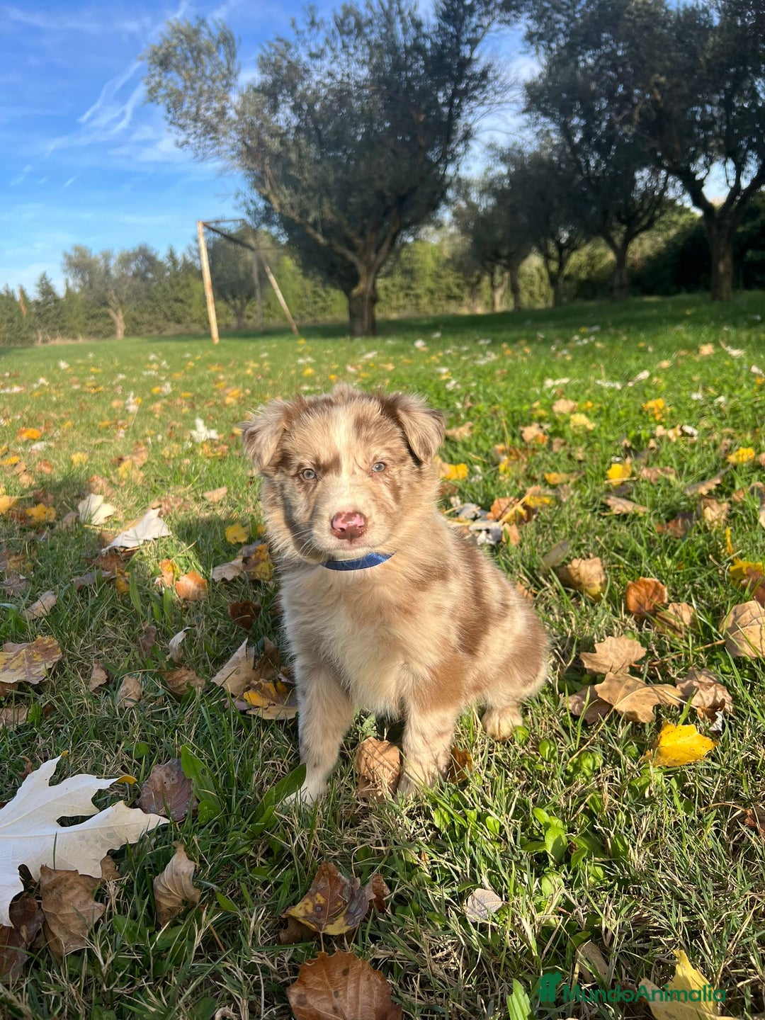 Border Collie perros en venta: Border collier  - Anuncio 13