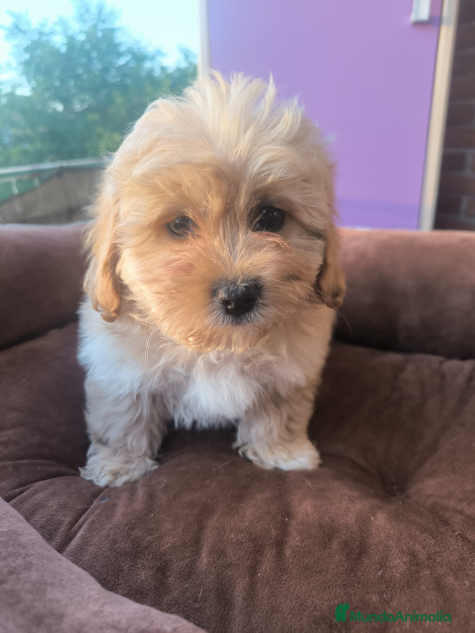 Maltipoo perros Maltipoo mini última!! - Anuncio 1