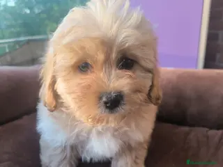 Maltipoo perros Maltipoo mini última!! - Anuncio 1