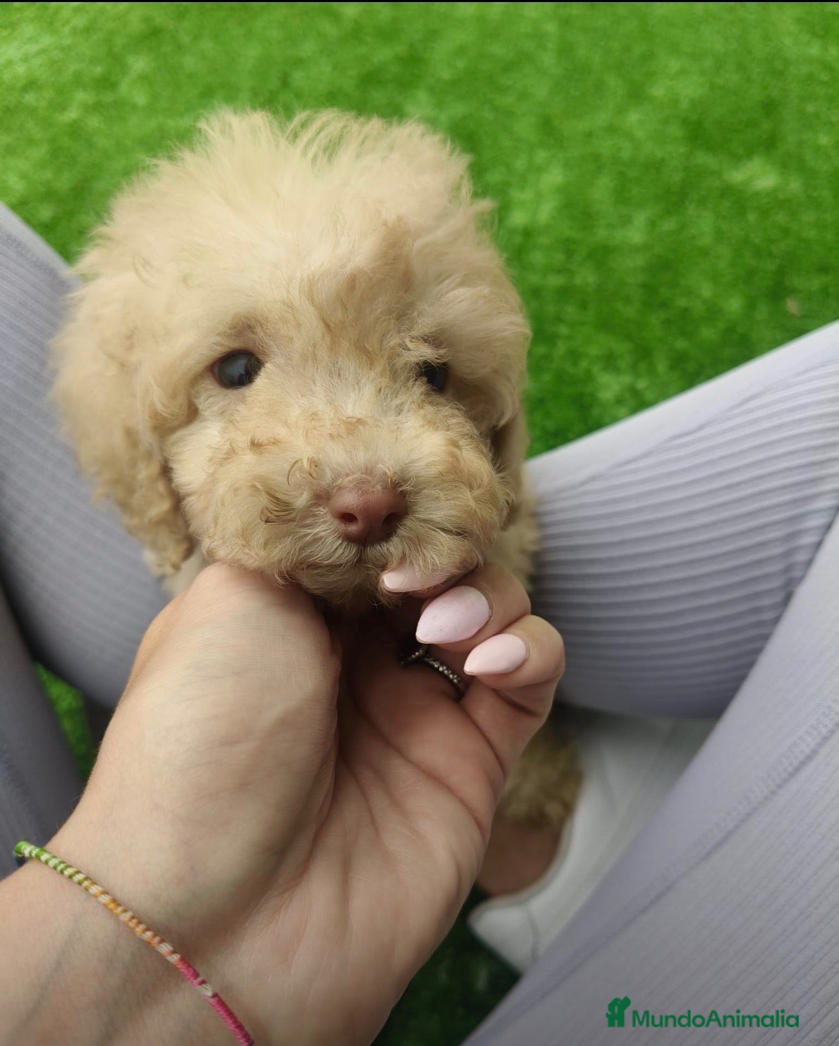 Caniche Toy perros Cachorrita Caniche toy - Anuncio 1