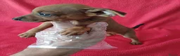Pinscher Miniatura perros en venta: MiniPincher Chocolate  - Anuncio 2