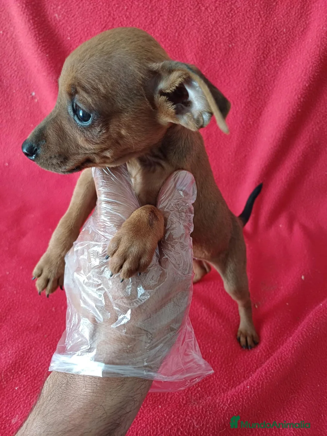 Pinscher Miniatura perros en venta: MiniPincher Chocolate  - Anuncio 2