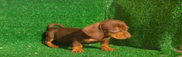 Teckel Miniatura perros en venta: Teckel miniatura  - Anuncio 1