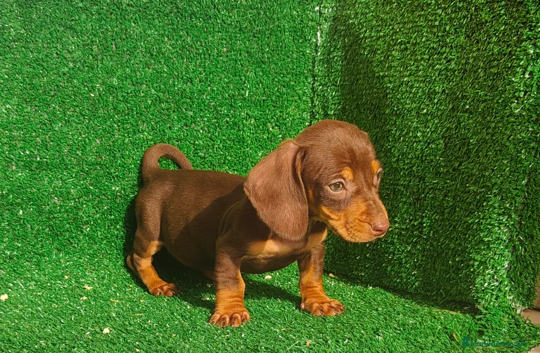 Teckel Miniatura perros en venta: Teckel miniatura  - Anuncio 1