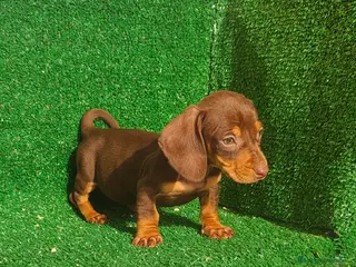 Teckel Miniatura perros Teckel miniatura - Anuncio 1