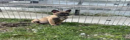 Pastor Belga Malinois perros en venta: Pastor Belga Malinois disponibles 🐾 - Anuncio 2