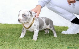 American Pit Bull Terrier perros en venta: American pitbull terrier unico en españa  - Imagen 7