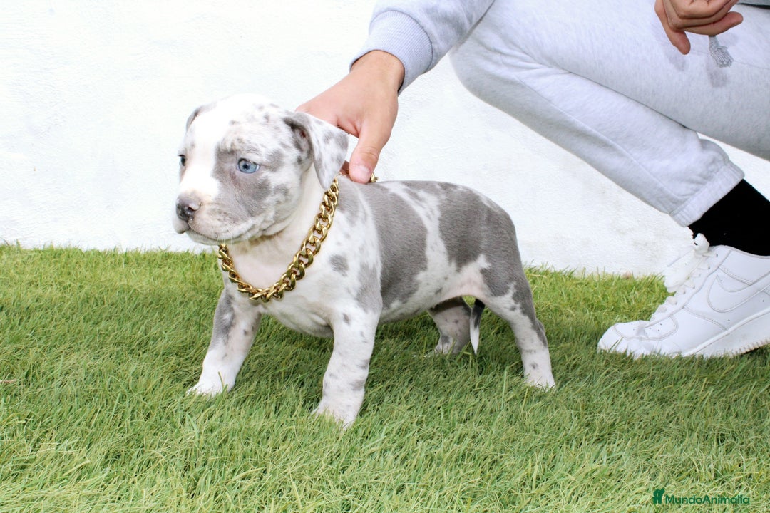 American Pit Bull Terrier perros en venta: American pitbull terrier unico en españa  - Imagen 7